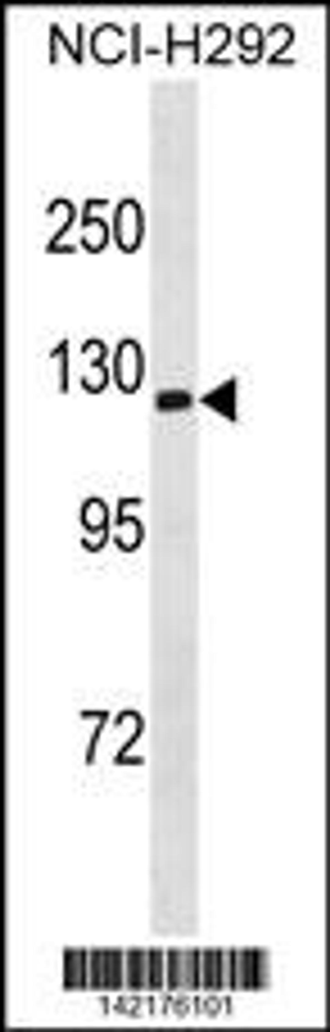 Western blot analysis in NCI-H292 cell line lysates (35ug/lane).