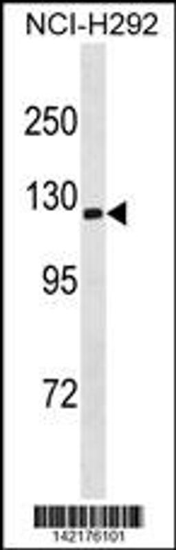 Western blot analysis in NCI-H292 cell line lysates (35ug/lane).