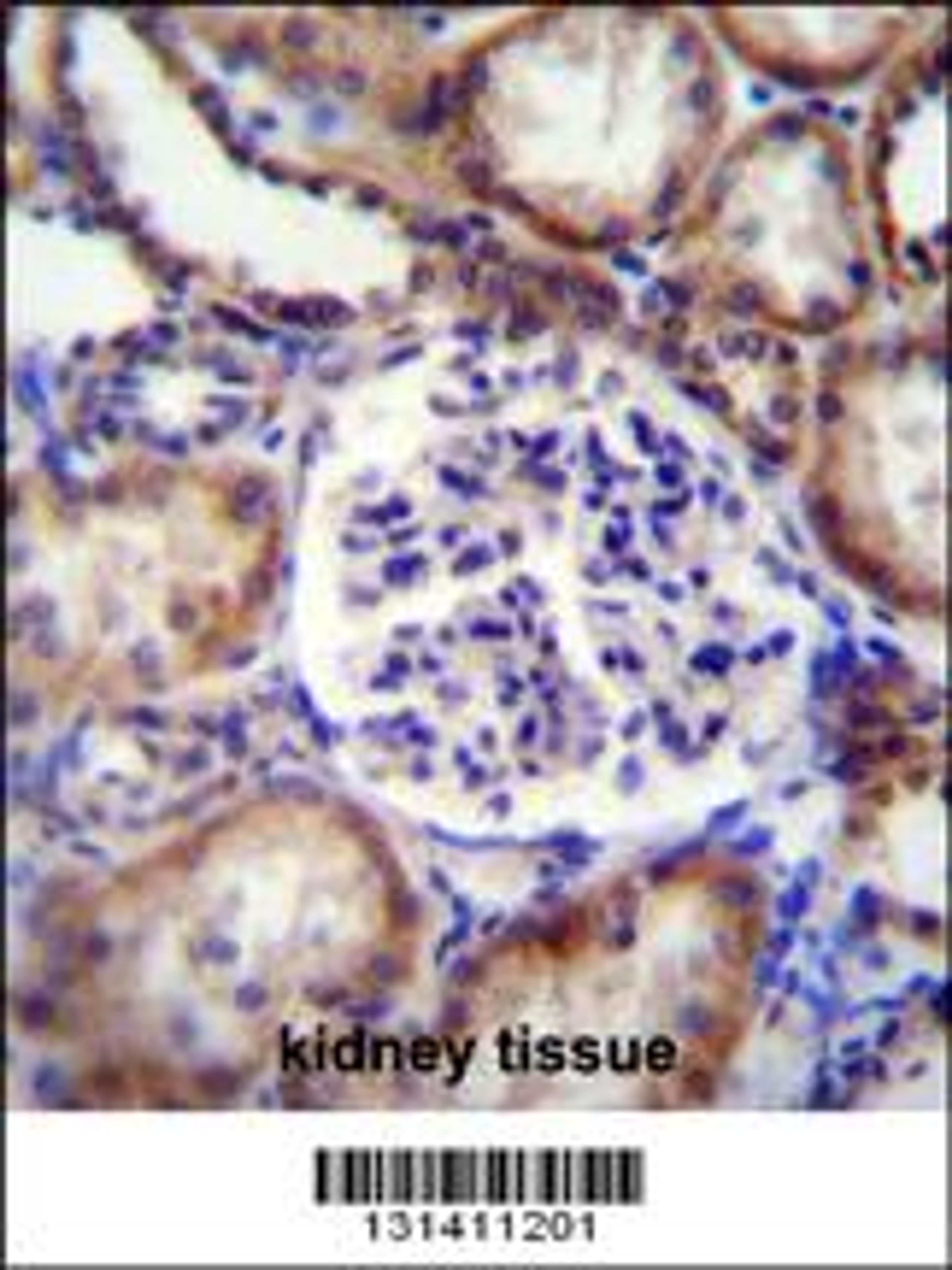 EFNB2 Antibody immunohistochemistry analysis in formalin fixed and paraffin embedded human kidney tissue followed by peroxidase conjugation of the secondary antibody and DAB staining.