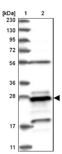 Western Blot: PSMB10 Antibody [NBP1-88660] - Lane 1: Marker [kDa] 230, 130, 95, 72, 56, 36, 28, 17, 11<br/>Lane 2: Human cell line RT-4