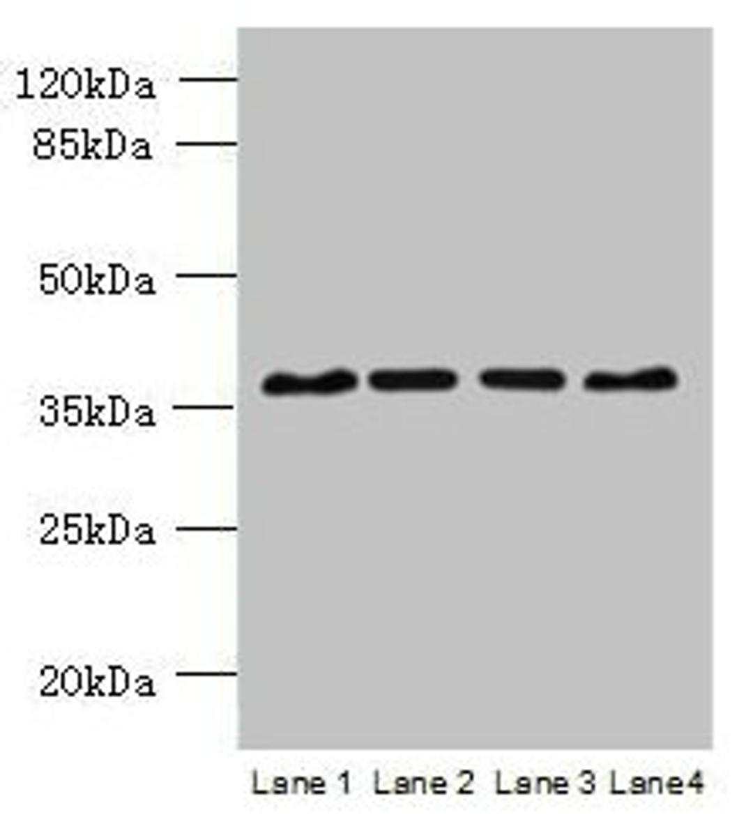 Western blot. All lanes: C8orf48 antibody at 1µg/ml. Lane 1: HepG2 whole cell lysate. Lane 2: Mouse liver tissue. Lane 3: MCF-7 whole cell lysate. Lane 4: K562 whole cell lysate. Secondary. Goat polyclonal to rabbit IgG at 1/10000 dilution. Predicted band size: 37 kDa. Observed band size: 37 kDa