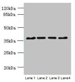 Western blot. All lanes: C8orf48 antibody at 1µg/ml. Lane 1: HepG2 whole cell lysate. Lane 2: Mouse liver tissue. Lane 3: MCF-7 whole cell lysate. Lane 4: K562 whole cell lysate. Secondary. Goat polyclonal to rabbit IgG at 1/10000 dilution. Predicted band size: 37 kDa. Observed band size: 37 kDa