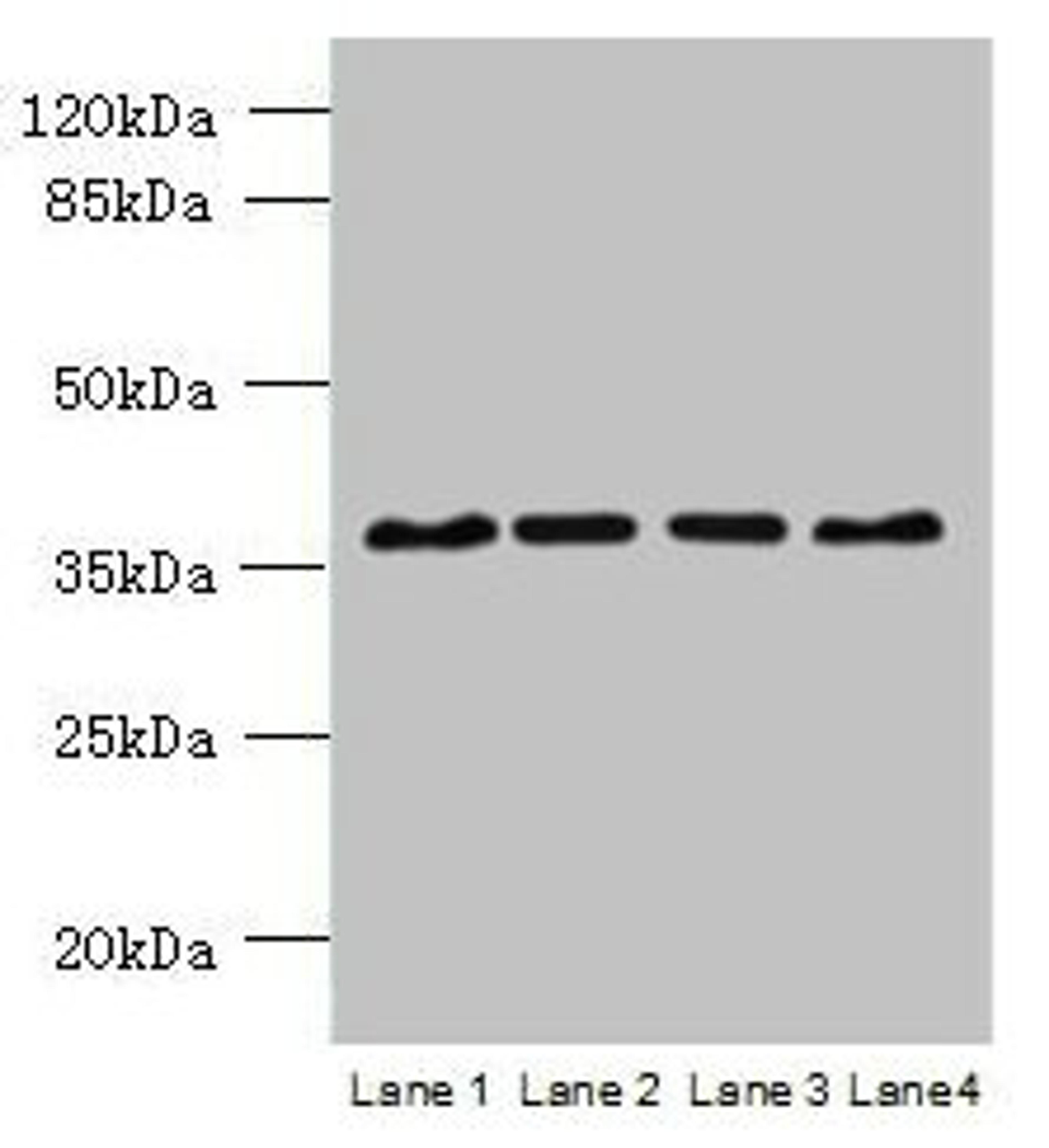Western blot. All lanes: C8orf48 antibody at 1µg/ml. Lane 1: HepG2 whole cell lysate. Lane 2: Mouse liver tissue. Lane 3: MCF-7 whole cell lysate. Lane 4: K562 whole cell lysate. Secondary. Goat polyclonal to rabbit IgG at 1/10000 dilution. Predicted band size: 37 kDa. Observed band size: 37 kDa
