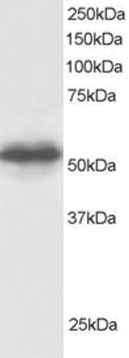 45-697 staining (0.5ug/ml) of Human Testis lysate (RIPA buffer, 30ug total protein per lane). Primary incubated for 1 hour. Detected by western blot using chemiluminescence.