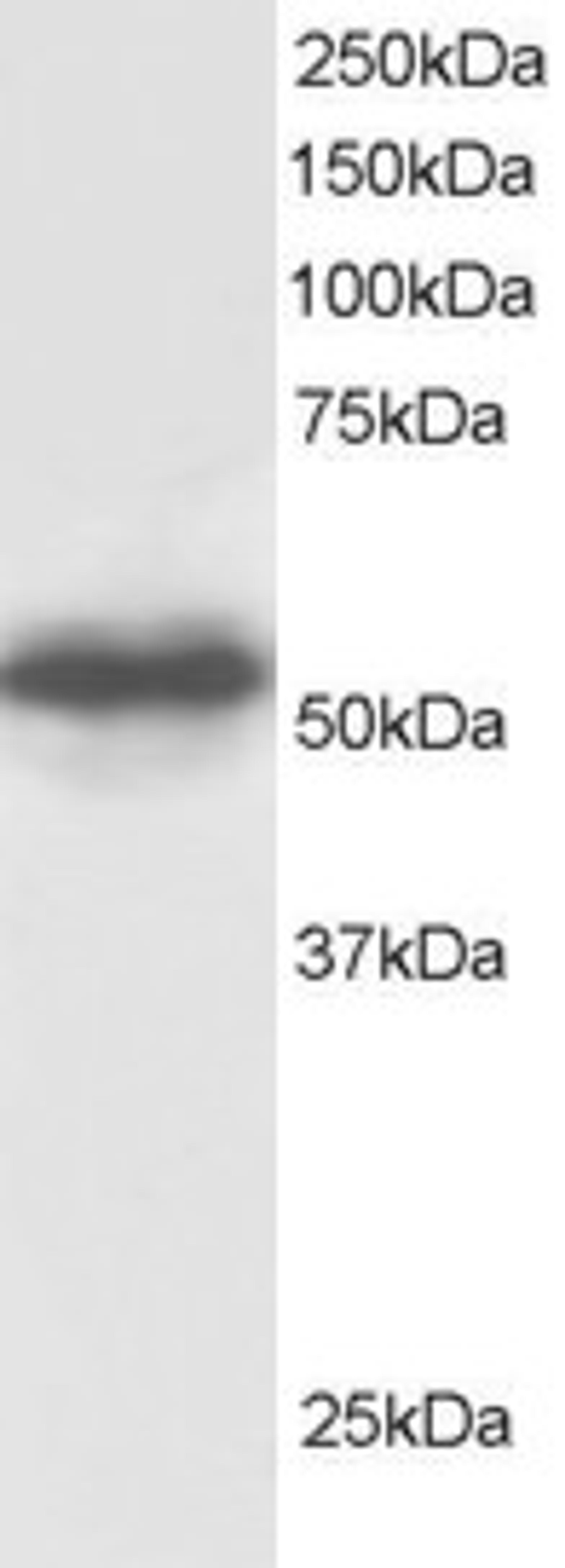 45-697 staining (0.5ug/ml) of Human Testis lysate (RIPA buffer, 30ug total protein per lane). Primary incubated for 1 hour. Detected by western blot using chemiluminescence.