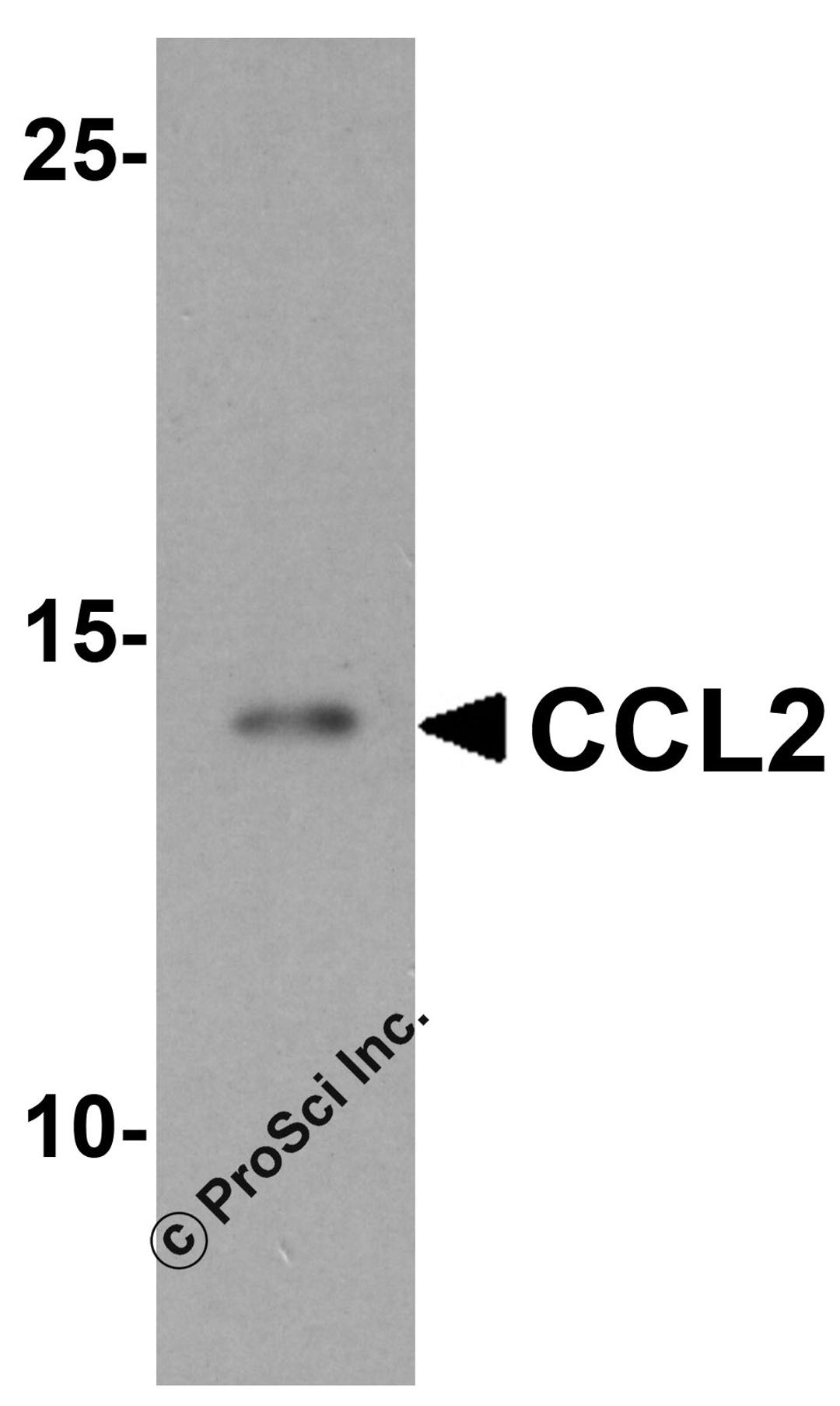 Western blot analysis of CCL2 in K562 cell lysate with CCL2 antibody at 1 μg/mL.