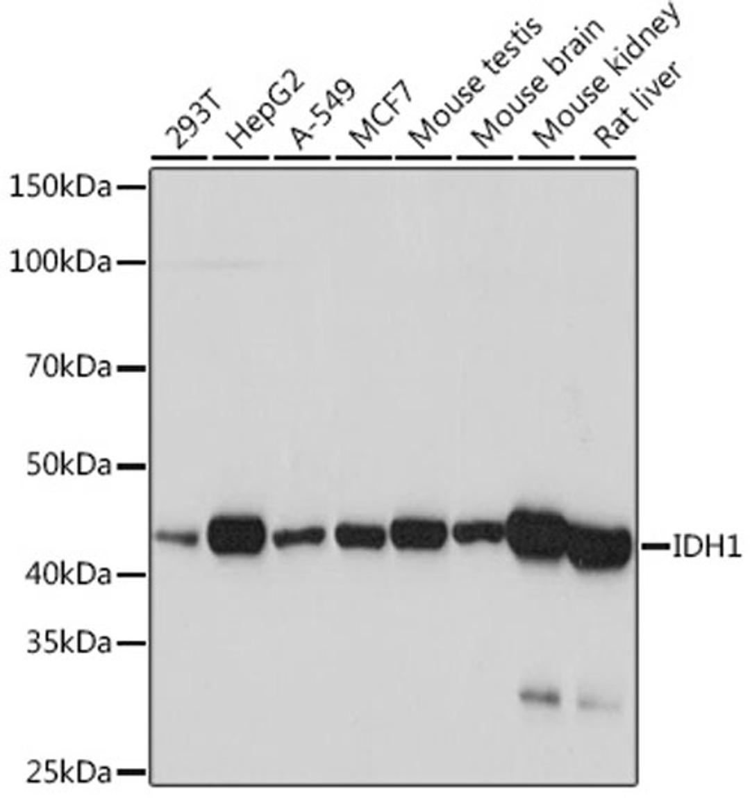 Western blot - IDH1 Rabbit mAb (A5106)