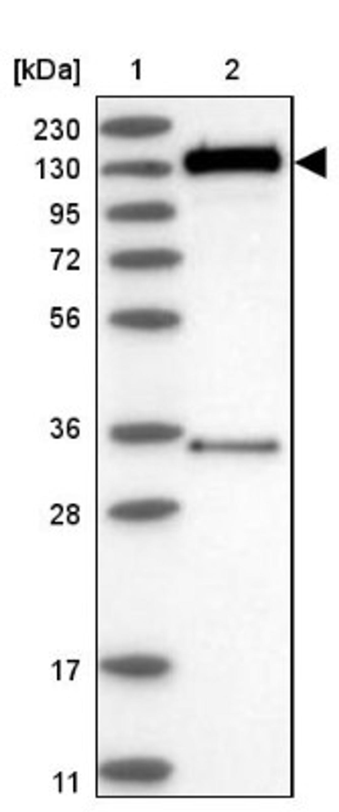 Western Blot: FAM120B Antibody [NBP1-86567] - Lane 1: Marker [kDa] 230, 130, 95, 72, 56, 36, 28, 17, 11<br/>Lane 2: Human cell line RT-4