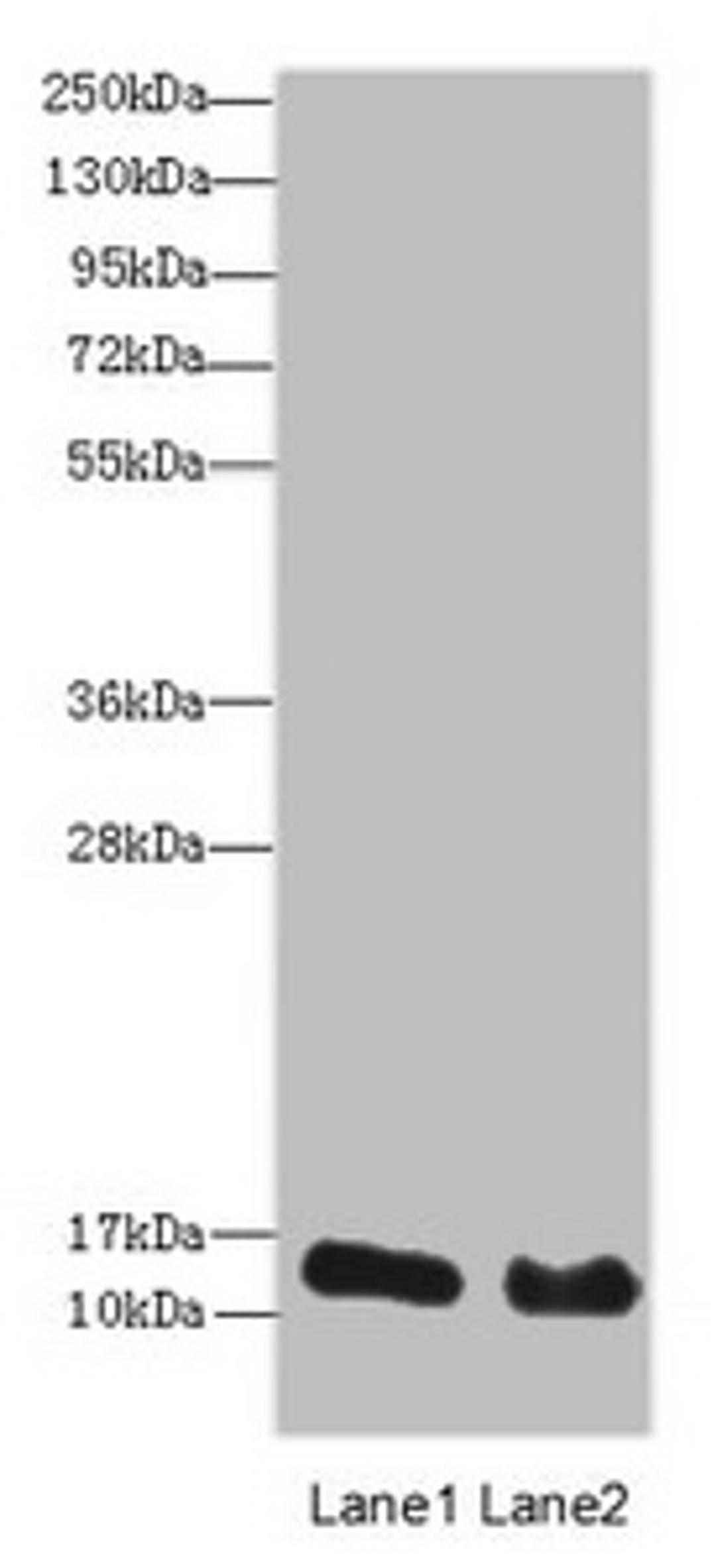 Western blot. All lanes: HIST2H3A antibody at 14 ug/ml. Lane 1: Mouse liver tissue. Lane 2: Mouse kidney tissue. Secondary. Goat polyclonal to rabbit IgG at 1/10000 dilution. Predicted band size: 15 kDa. Observed band size: 15 kDa. 
