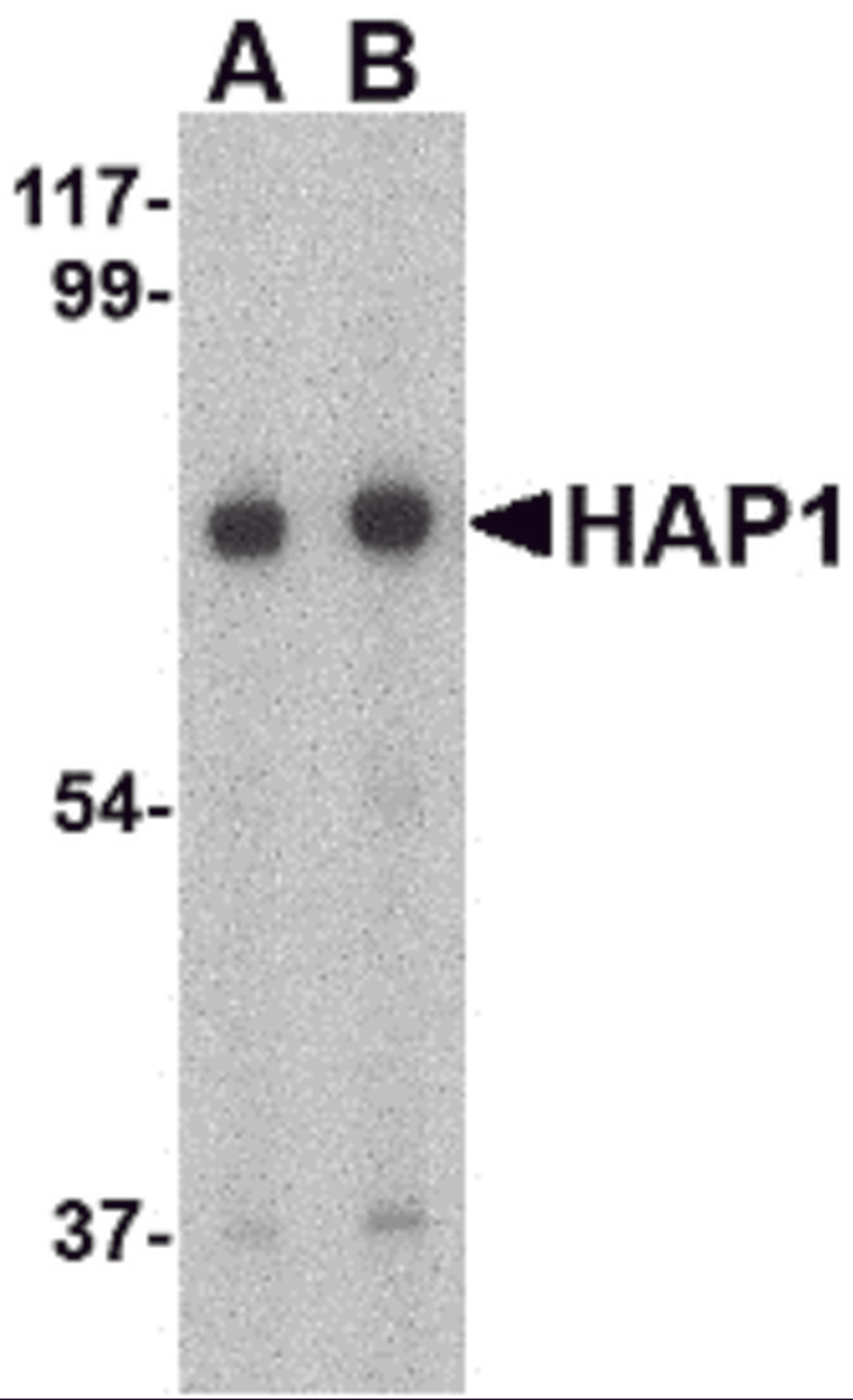 Western blot analysis of HAP1 in mouse brain tissue lysate with HAP1 antibody at (A) 0.5 and (B) 1 &#956;g/mL.