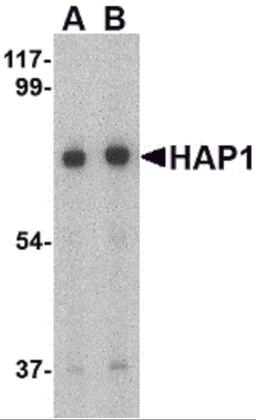 Western blot analysis of HAP1 in mouse brain tissue lysate with HAP1 antibody at (A) 0.5 and (B) 1 μg/mL.