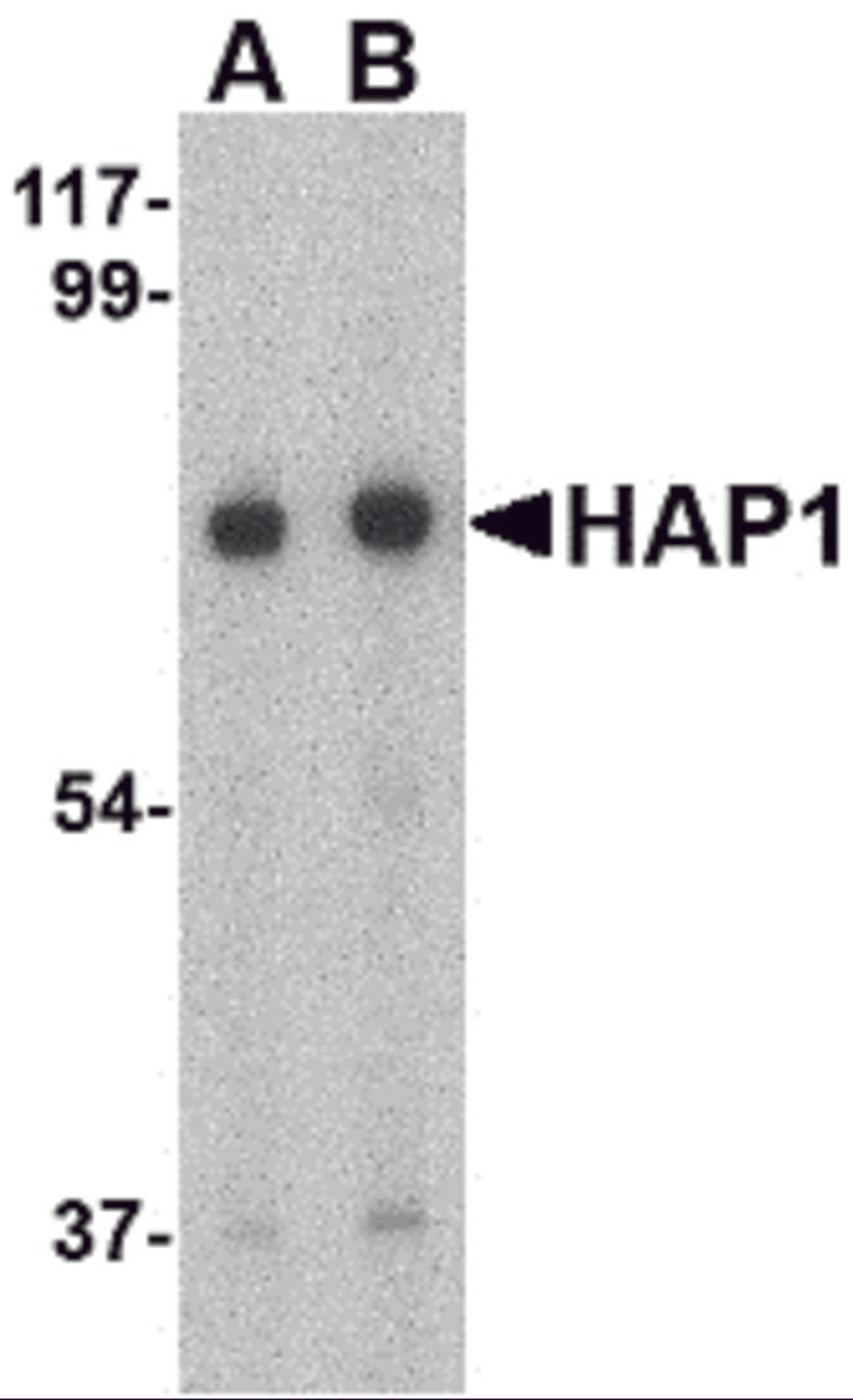 Western blot analysis of HAP1 in mouse brain tissue lysate with HAP1 antibody at (A) 0.5 and (B) 1 μg/mL.