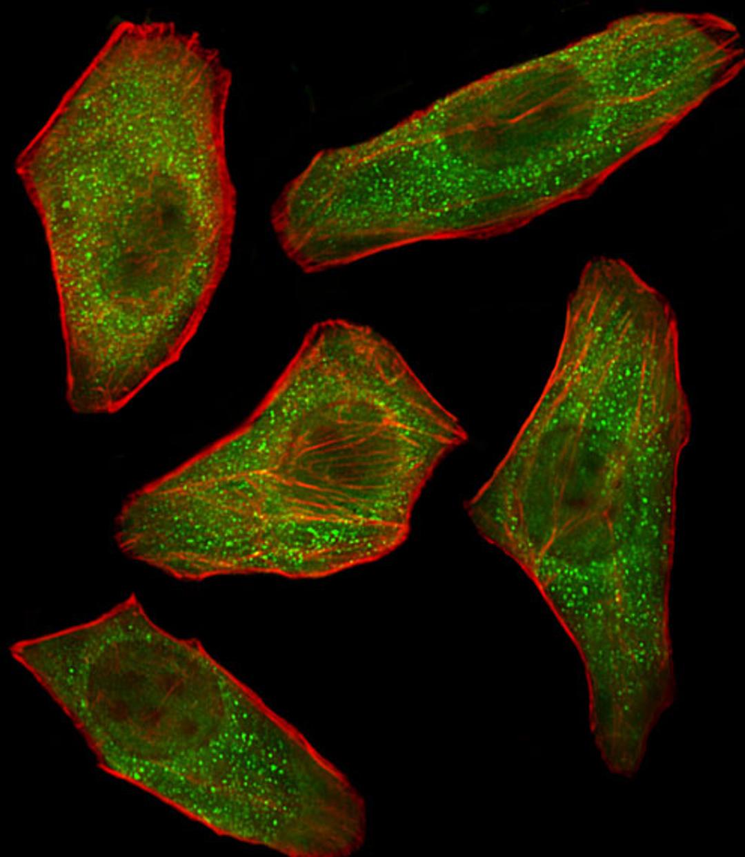 Fluorescent image of U251 cells stained with PIK3R3 Antibody . Antibody was diluted at 1:100 dilution. An Alexa Fluor 488-conjugated goat anti-rabbit lgG at 1:400 dilution was used as the secondary antibody (green). Cytoplasmic actin was counterstained wi