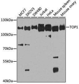 Western blot - TOP1 antibody (A12524)