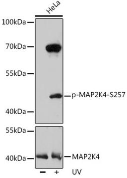 Western blot - Phospho-MAP2K4-S257 pAb (AP0068)