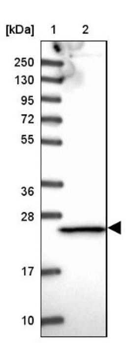 Western Blot: Proteasome 20S beta 3 Antibody [NBP2-33380] - Lane 1: Marker [kDa] 250, 130, 95, 72, 55, 36, 28, 17, 10<br/>Lane 2: Human cell line RT-4