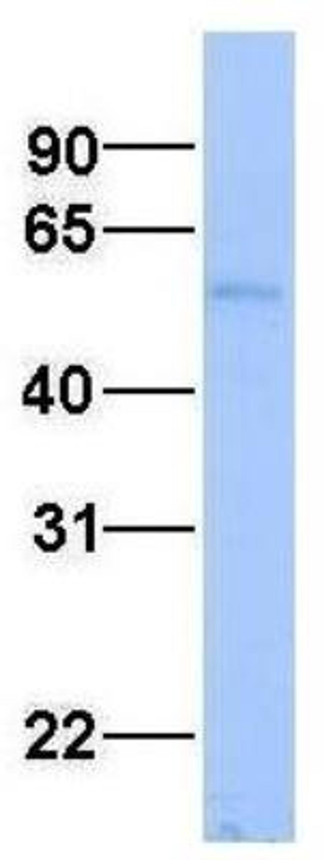 Western Blot: Aspartate Aminotransferase Antibody [NBP1-54778] - Human Fetal Liver.