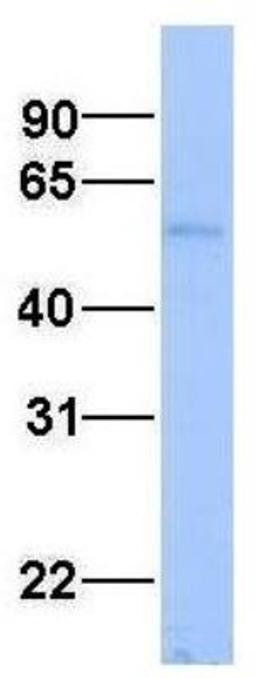 Western Blot: Aspartate Aminotransferase Antibody [NBP1-54778] - Human Fetal Liver.