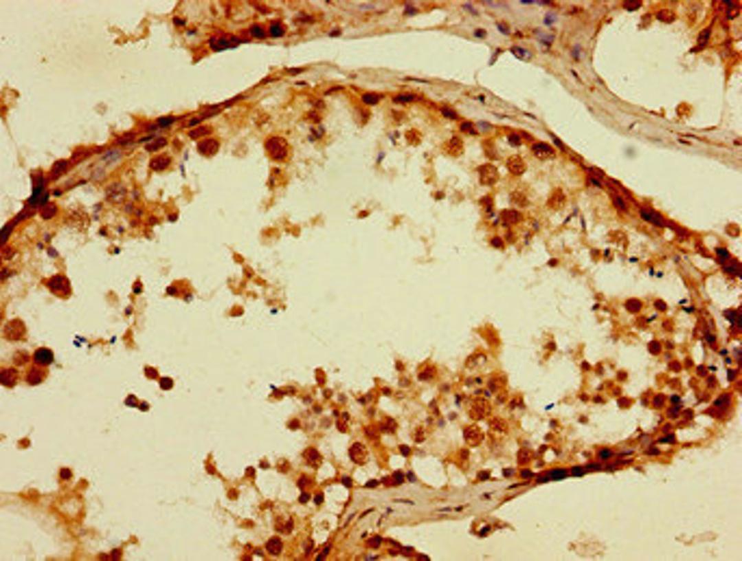 Immunohistochemistry of paraffin-embedded human testis tissue using CSB-PA024128LA01HU at dilution of 1:100
