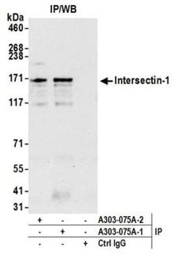 Detection of human Intersectin-1 by western blot of immunoprecipitates.