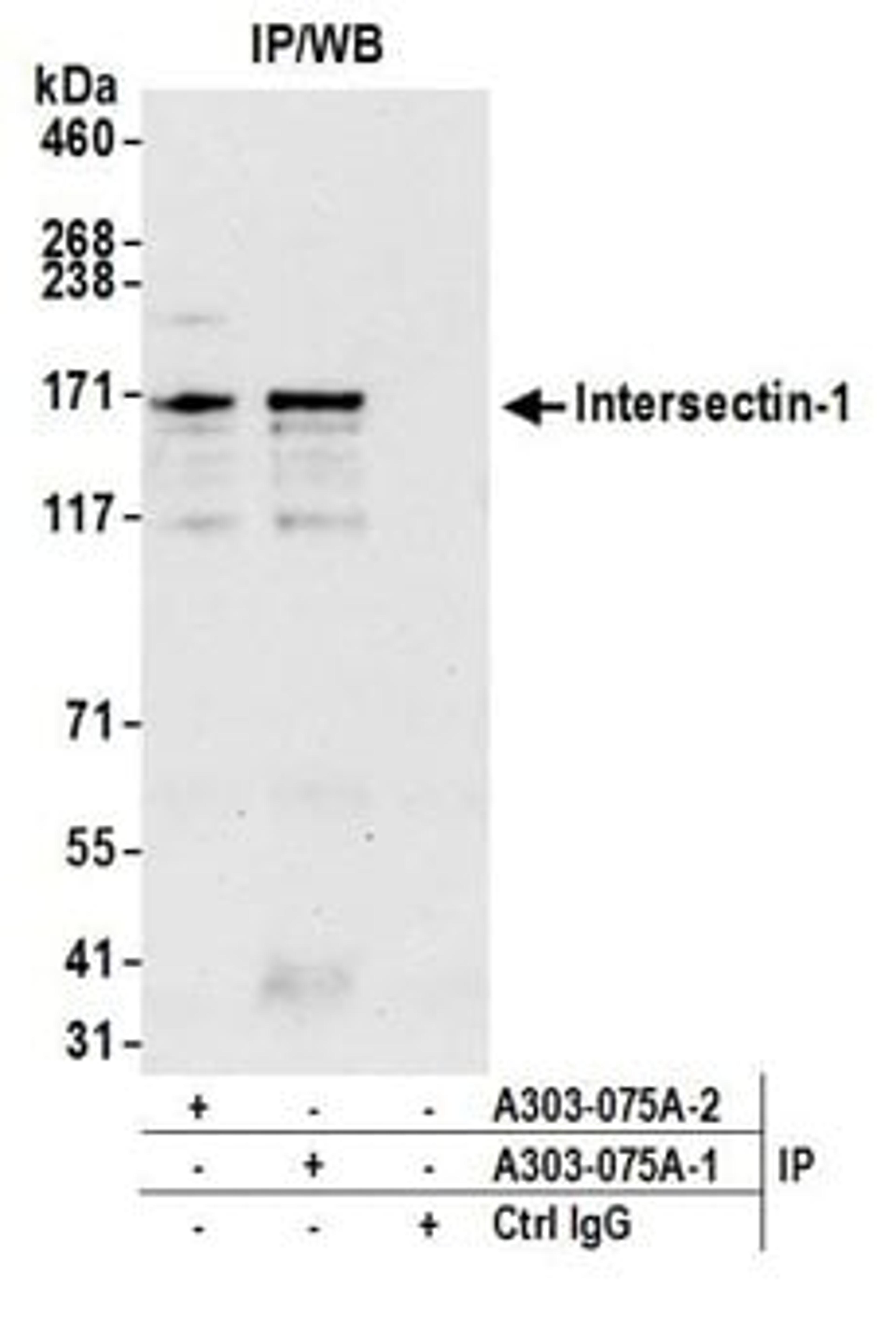 Detection of human Intersectin-1 by western blot of immunoprecipitates.