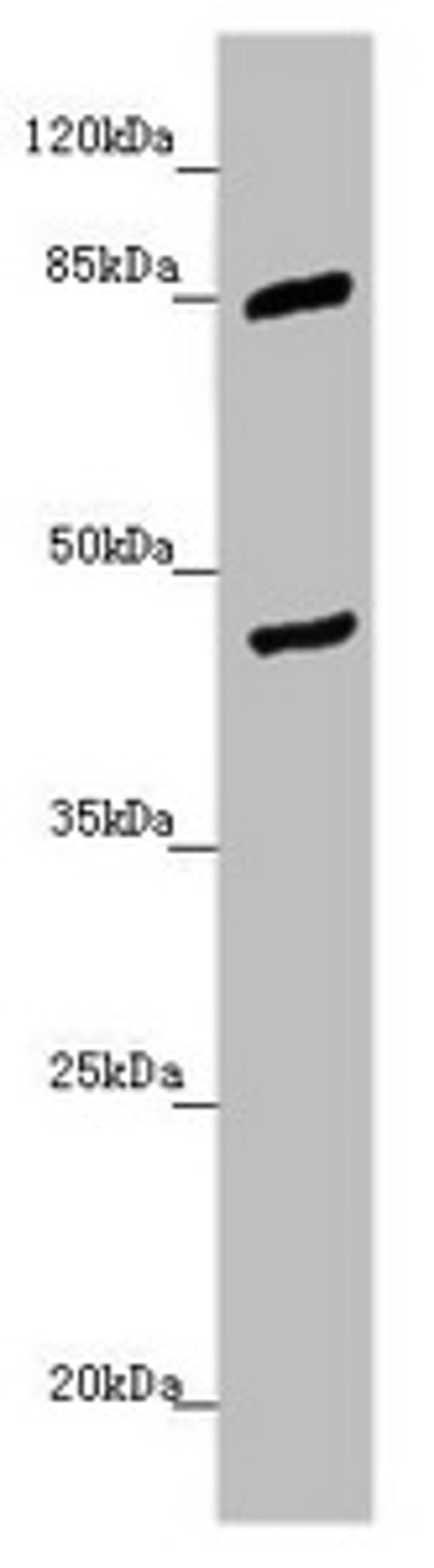 Western blot. All lanes: MTERFD3 antibody at 1.45 ug/ml + U251 whole cell lysate. Secondary. Goat polyclonal to rabbit IgG at 1/10000 dilution. Predicted band size: 44 kDa. Observed band size: 44, 85 kDa.
