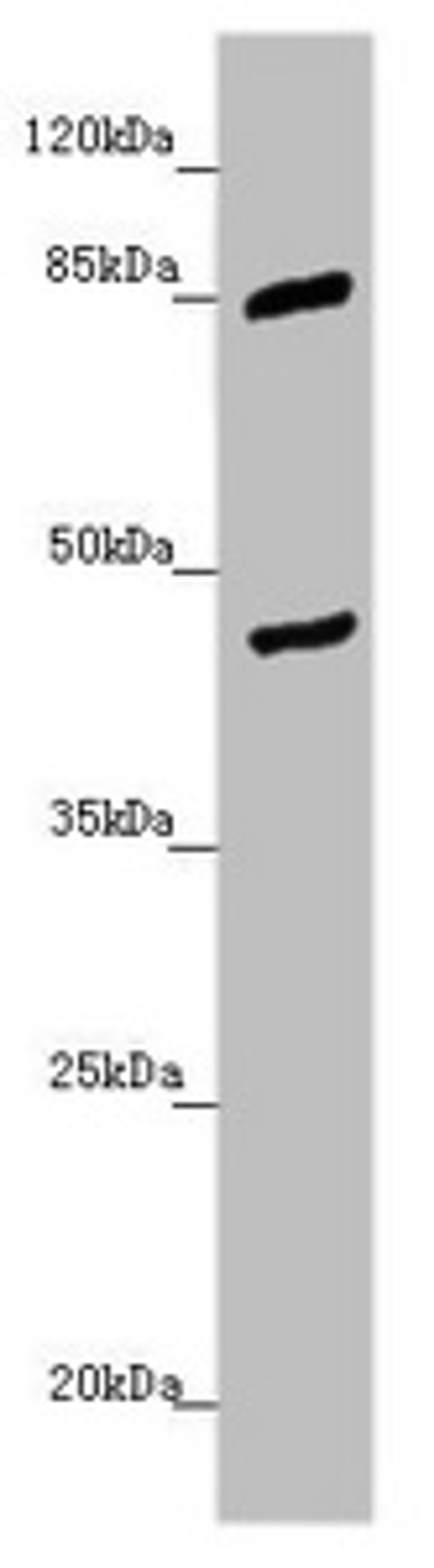 Western blot. All lanes: MTERFD3 antibody at 1.45 ug/ml + U251 whole cell lysate. Secondary. Goat polyclonal to rabbit IgG at 1/10000 dilution. Predicted band size: 44 kDa. Observed band size: 44, 85 kDa.