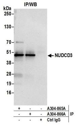 Detection of human NUDCD3 by western blot of immunoprecipitates.