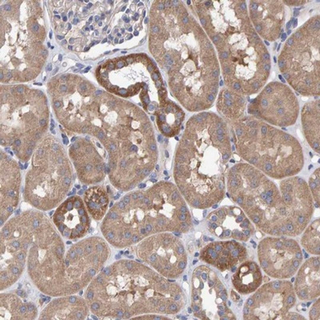 Immunohistochemistry-Paraffin: EFR3A Antibody [NBP1-81539] - Staining of human kidney shows cytoplasmic positivity in tubular cells.