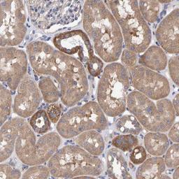 Immunohistochemistry-Paraffin: EFR3A Antibody [NBP1-81539] - Staining of human kidney shows cytoplasmic positivity in tubular cells.