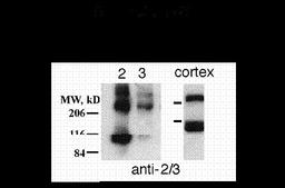 Metabotropic Glutamate Receptor 2/3 Antibody