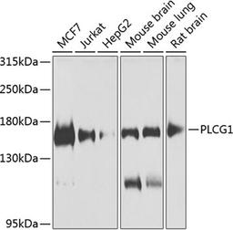 Western blot - PLCG1 antibody (A7711)