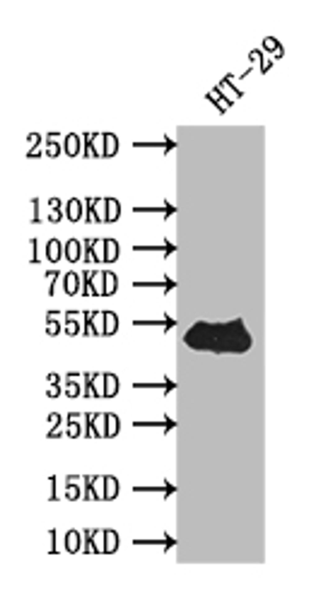 Western Blot. Positive WB detected in: HT-29 whole cell lysate. All lanes: TP53 antibody at 1:500. Secondary. Goat polyclonal to rabbit IgG at 1/50000 dilution. Predicted band size: 43 kDa. Observed band size: 43 kDa. 