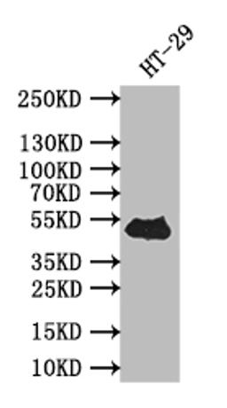 Western Blot. Positive WB detected in: HT-29 whole cell lysate. All lanes: TP53 antibody at 1:500. Secondary. Goat polyclonal to rabbit IgG at 1/50000 dilution. Predicted band size: 43 kDa. Observed band size: 43 kDa. 