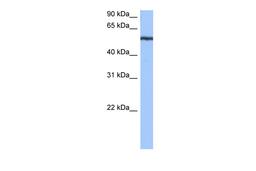 Antibody used in WB on Human Jurkat 0.2-1 ug/ml.