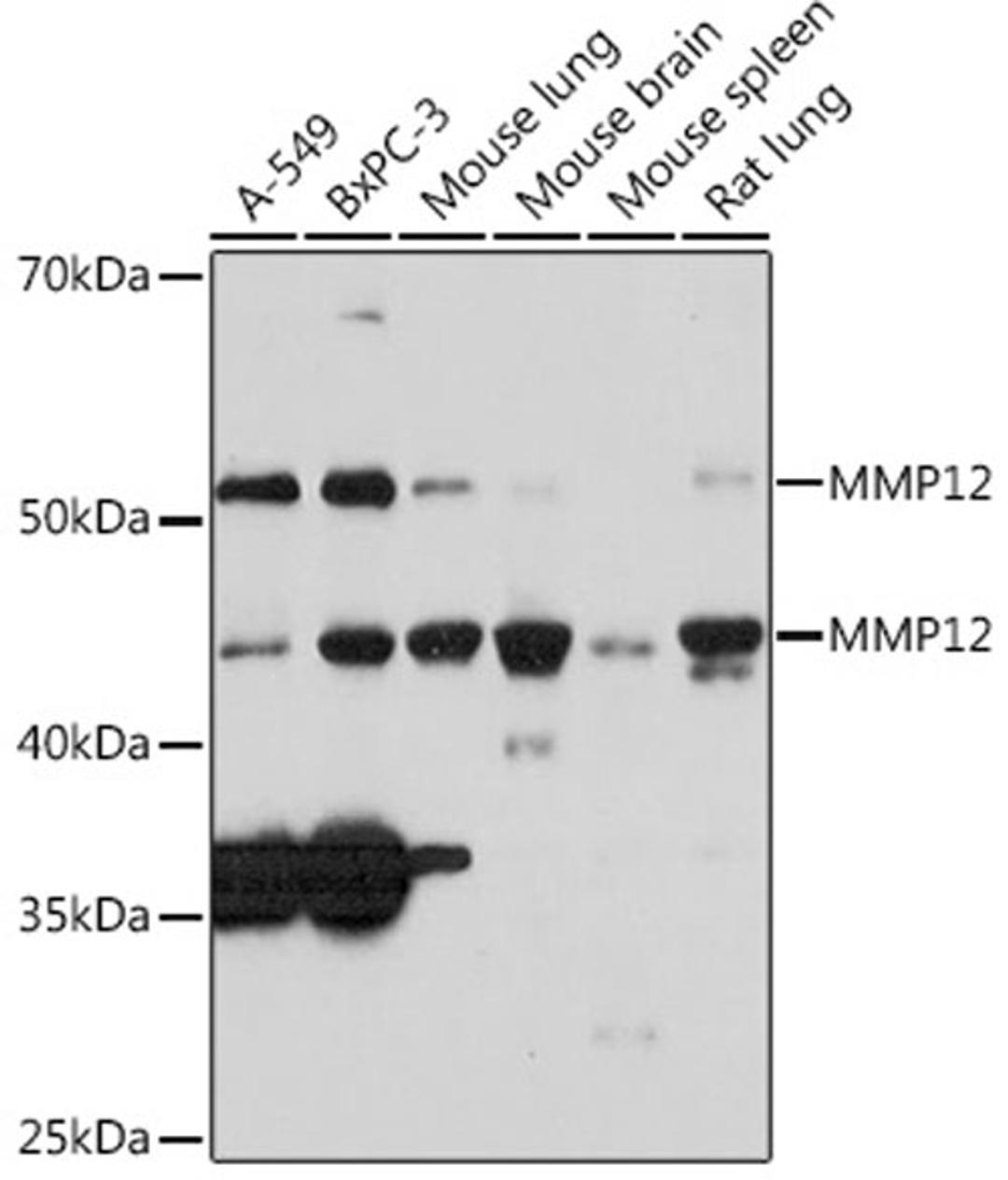 Western blot - MMP12 pAb (A3713)