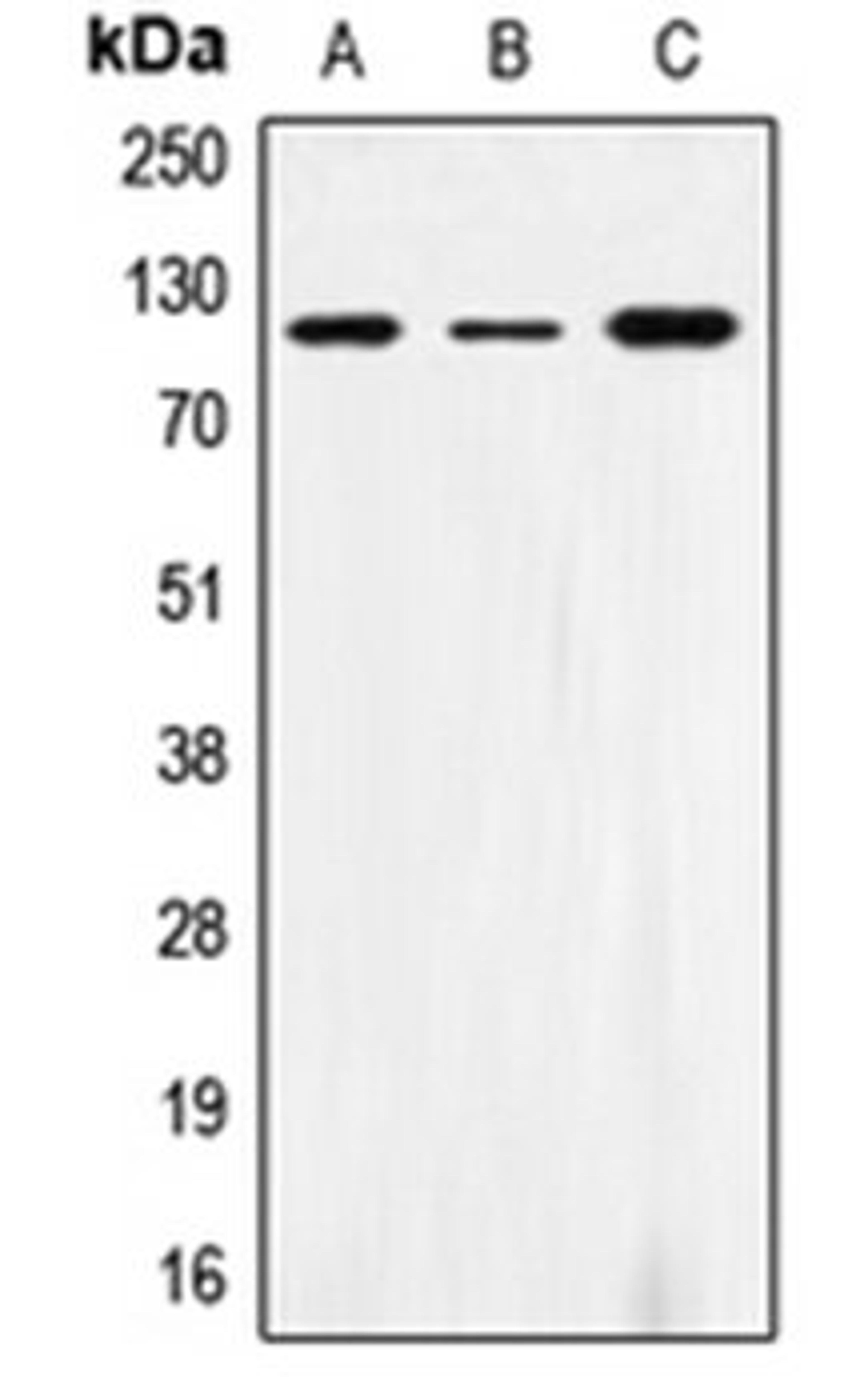 Western blot analysis of THP1 (Lane 1), AML193 (Lane 2), HL60 (Lane 3) whole cell lysates using SIRPA antibody