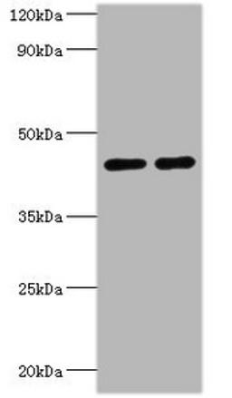 Western blot. All lanes: NAD-dependent protein deacetylase sirtuin-3, mitochondrial antibody at 2ug/ml. Lane 1: NIH/3T3 whole cell lysate. Lane 2: HepG2 whole cell lysate. Secondary. Goat polyclonal to rabbit IgG at 1/10000 dilution. Predicted band size: 44, 29 kDa. Observed band size: 44 kDa. 