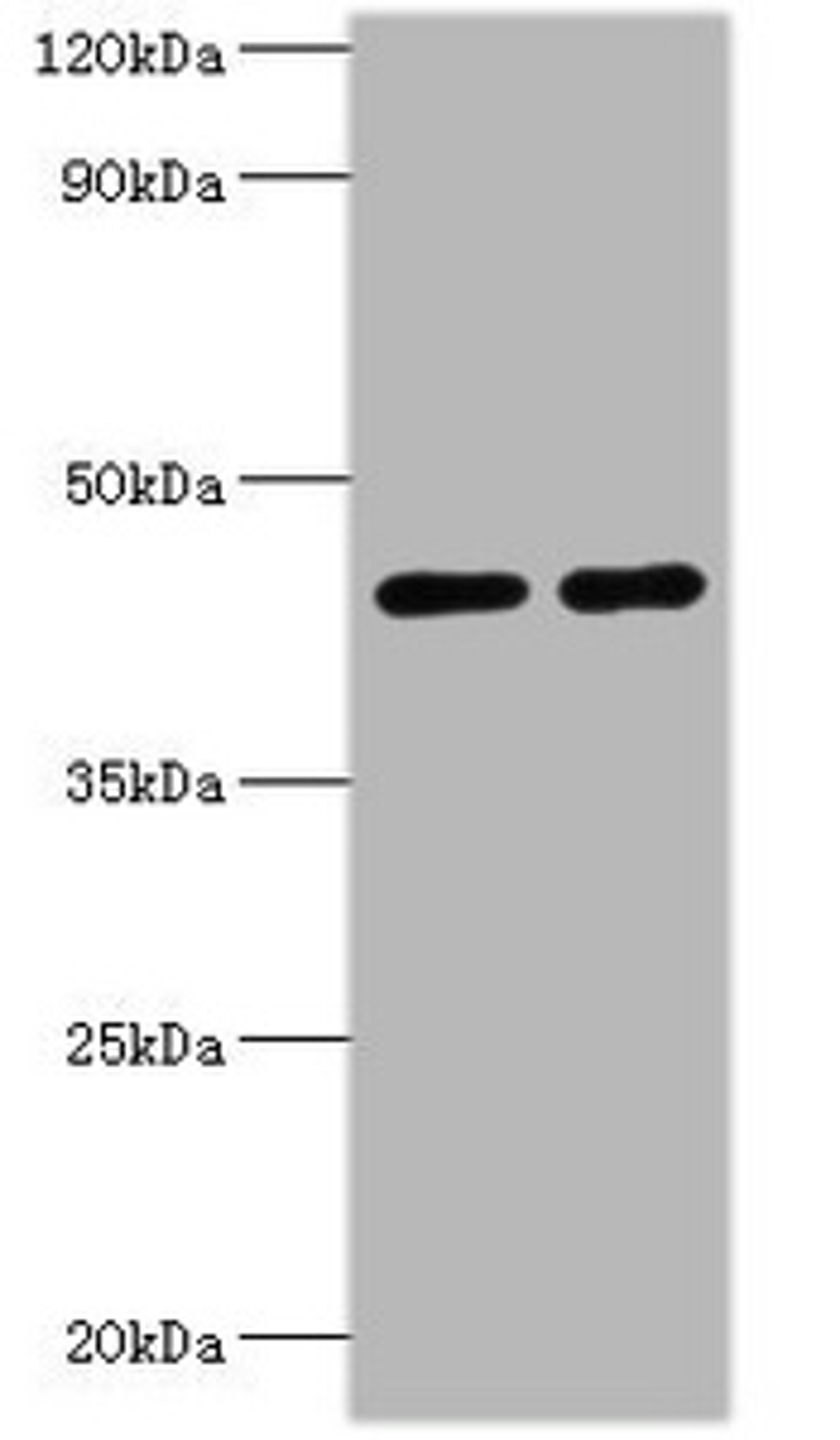 Western blot. All lanes: NAD-dependent protein deacetylase sirtuin-3, mitochondrial antibody at 2ug/ml. Lane 1: NIH/3T3 whole cell lysate. Lane 2: HepG2 whole cell lysate. Secondary. Goat polyclonal to rabbit IgG at 1/10000 dilution. Predicted band size: 44, 29 kDa. Observed band size: 44 kDa. 