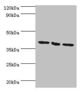 Western blot. All lanes: EIF3H antibody at 7ug/ml. Lane 1: NIH/3T3 whole cell lysate. Lane 2: Rat brain tissue. Lane 3: U251whole cell lysate. Secondary. Goat polyclonal to rabbit IgG at 1/10000 dilution. Predicted band size: 40 kDa. Observed band size: 40 kDa.