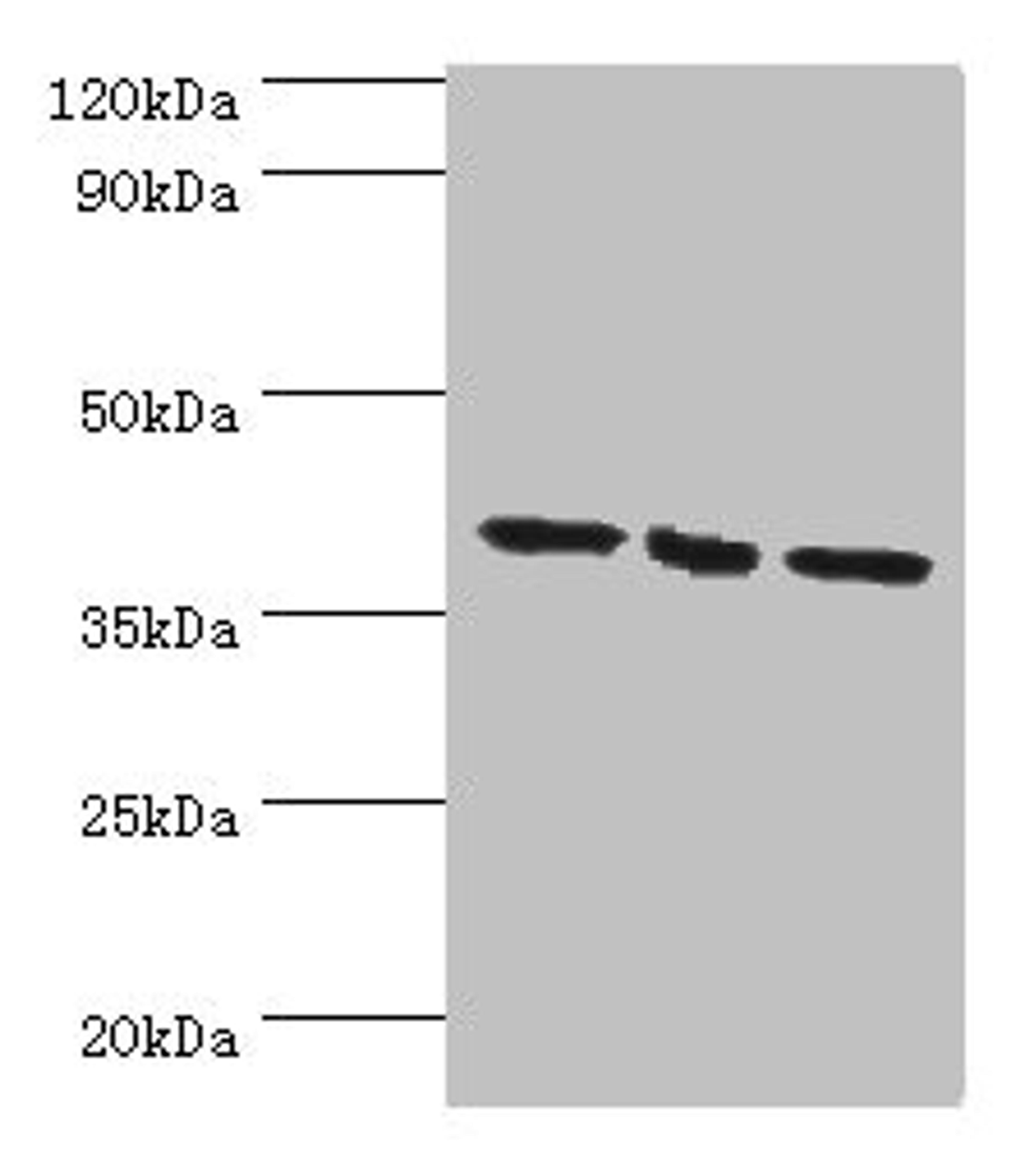 Western blot. All lanes: EIF3H antibody at 7ug/ml. Lane 1: NIH/3T3 whole cell lysate. Lane 2: Rat brain tissue. Lane 3: U251whole cell lysate. Secondary. Goat polyclonal to rabbit IgG at 1/10000 dilution. Predicted band size: 40 kDa. Observed band size: 40 kDa.