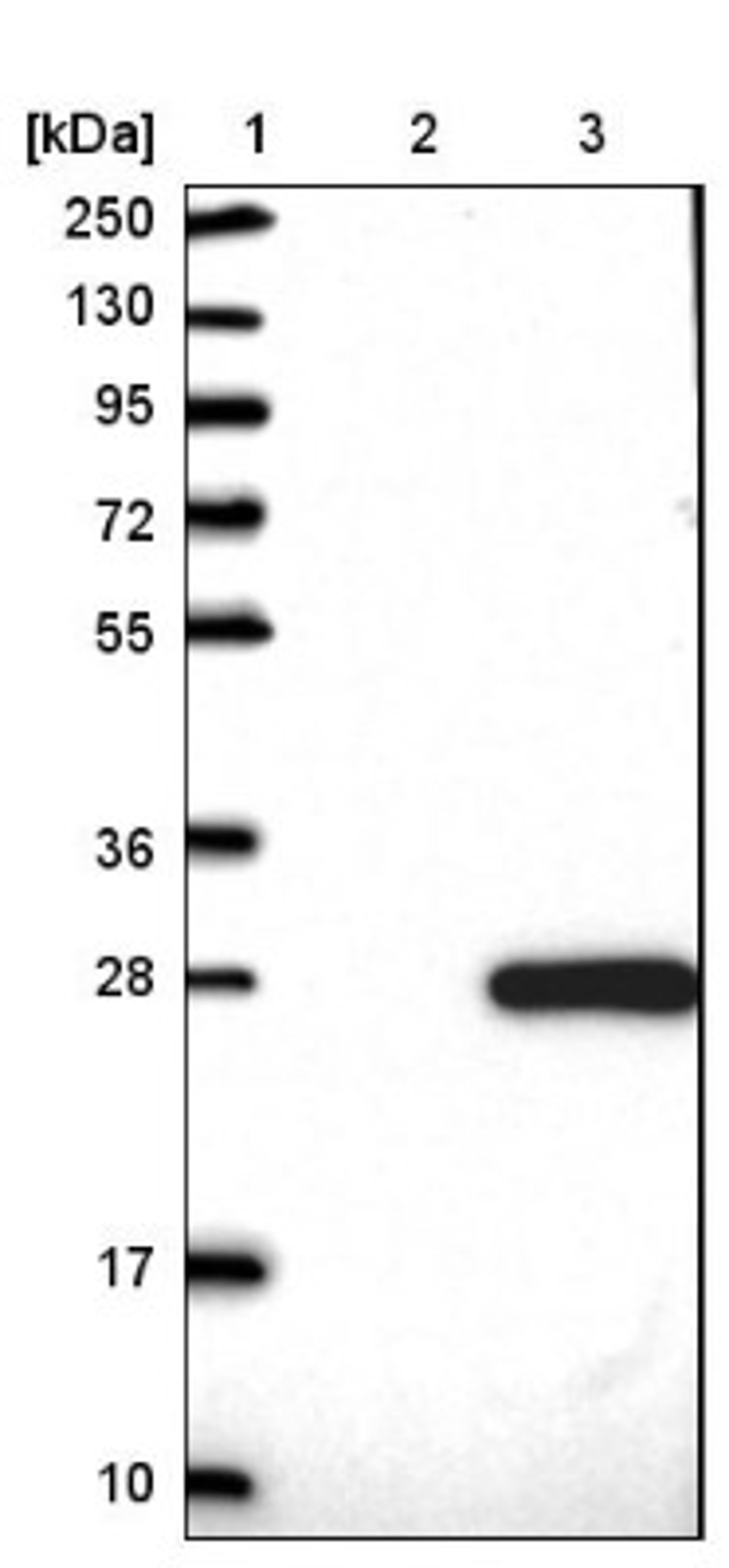 Western Blot: FAM96A Antibody [NBP1-82100] - Lane 1: Marker [kDa] 250, 130, 95, 72, 55, 36, 28, 17, 10<br/>Lane 2: Negative control (vector only transfected HEK293T lysate)<br/>Lane 3: Over-expression lysate (Co-expressed with a C-terminal myc-DDK tag (~3.1 kDa) in mammalian HEK293T cells, LY410258)