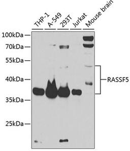 Western blot - RASSF5 antibody (A12602)