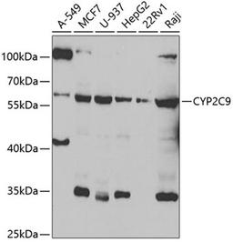 Western blot - CYP2C9 antibody (A6219)