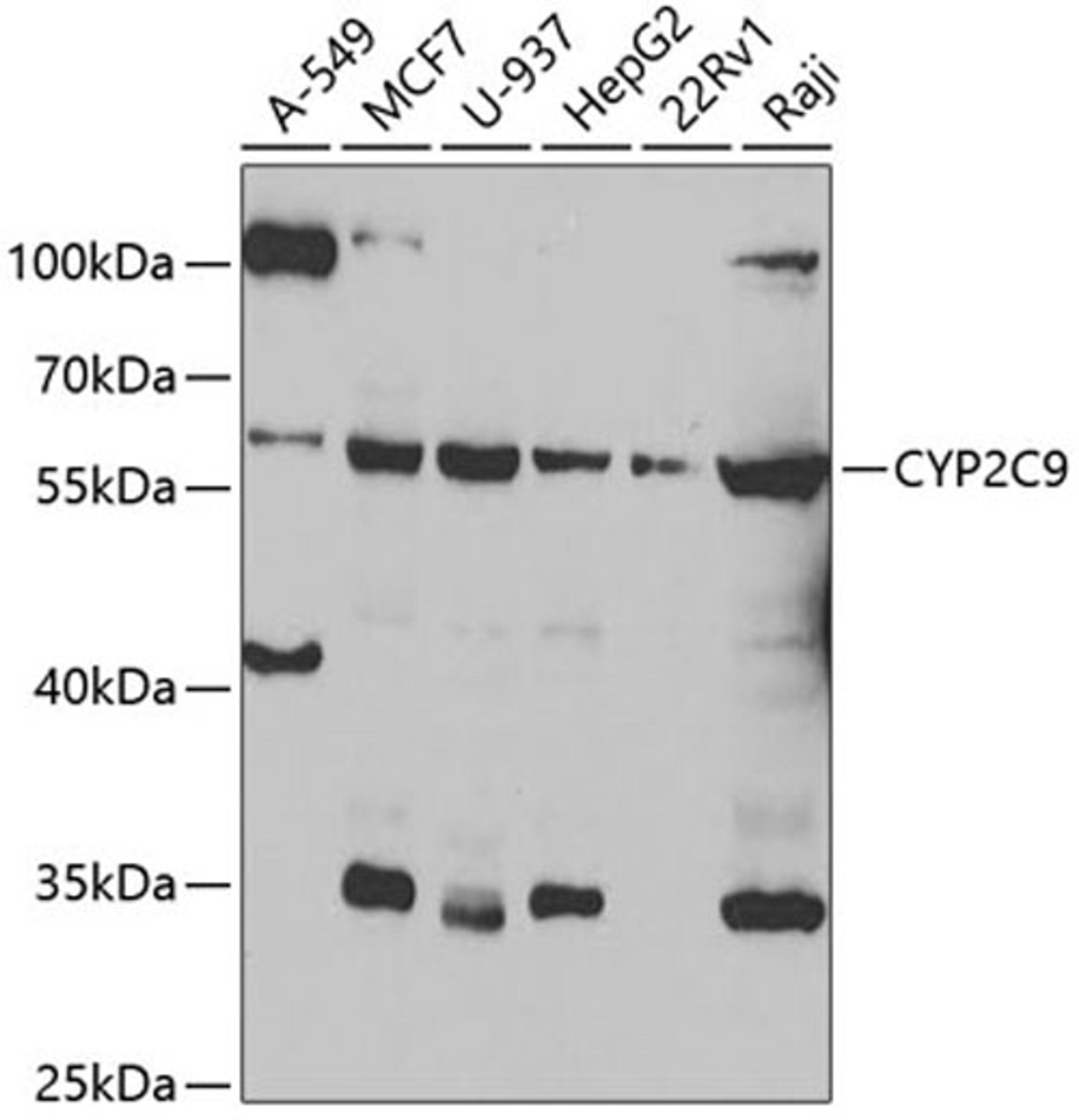 Western blot - CYP2C9 antibody (A6219)