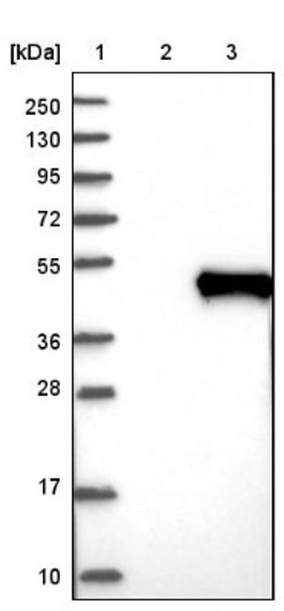 Western Blot: CCN3 Antibody [NBP1-88154] - Lane 1: Marker [kDa] 250, 130, 95, 72, 55, 36, 28, 17, 10<br/>Lane 2: Negative control (vector only transfected HEK293T lysate)<br/>Lane 3: Over-expression lysate (Co-expressed with a C-terminal myc-DDK tag (~3.1 kDa) in mammalian HEK293T cells, LY400897)