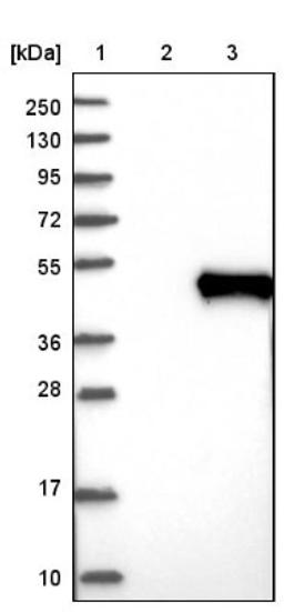 Western Blot: CCN3 Antibody [NBP1-88154] - Lane 1: Marker [kDa] 250, 130, 95, 72, 55, 36, 28, 17, 10<br/>Lane 2: Negative control (vector only transfected HEK293T lysate)<br/>Lane 3: Over-expression lysate (Co-expressed with a C-terminal myc-DDK tag (~3.1 kDa) in mammalian HEK293T cells, LY400897)