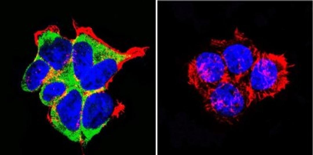 Immunocytochemistry/Immunofluorescence: Mineralocorticoid R/NR3C2 Antibody (H10E4C9F) [NB300-562] - Mineralocorticoid Receptor staining (green), F-Actin staining with Phalloidin (red) and nuclei with DAPI (blue) is shown. Cells were grown on chamber slides and fixed with formaldehyde prior to staining. Cells were probed without (control) or with or an antibody recognizing Mineralocorticoid Receptor at a dilution of 1:20-1:200 over night at 4C, washed with PBS and incubated with a DyLight-488 conjugated.