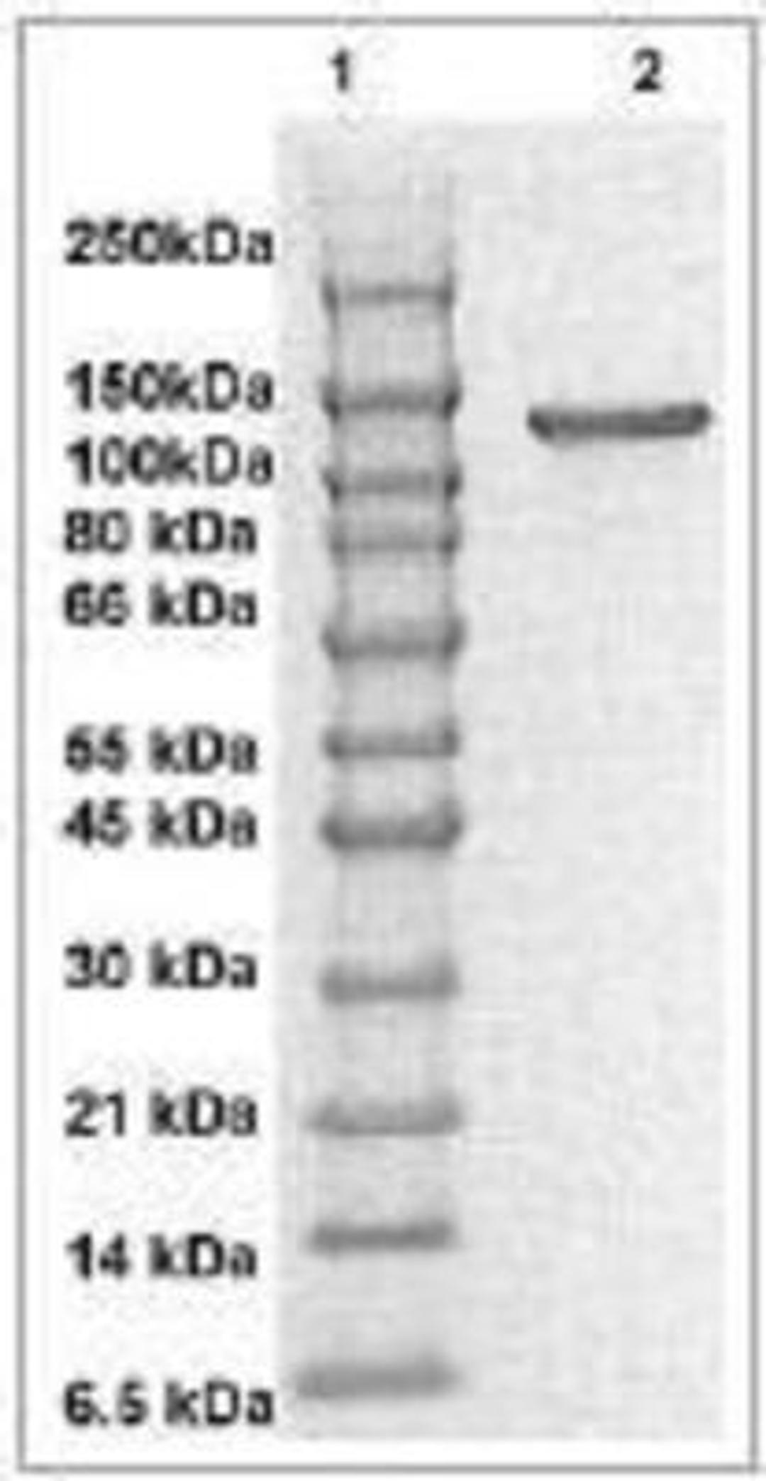 Western Blot: FAK Antibody [NBP1-72238] - The cell lysate derived from pervanadate treated 3T3 was resolved onto 7.5% SDSPAGE, transferred onto NC membrane, and followed by an immunoblotting with Rabbit anti FAK (pY576) antibody at 1:500