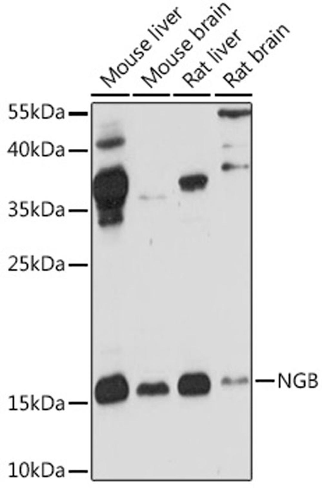 Western blot - NGB antibody (A6477)